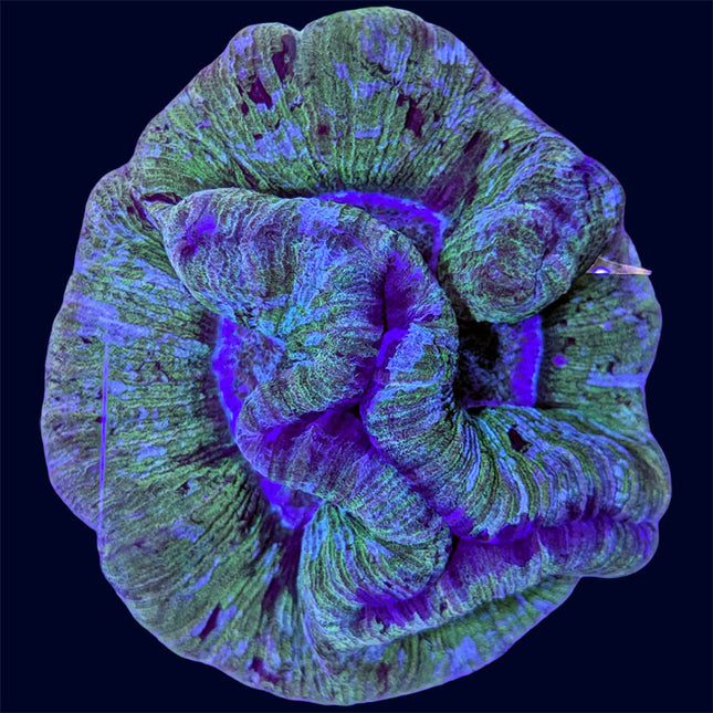 Trachyphyllia - Green - C61