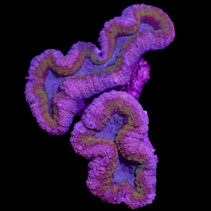 Lobophyllia - Candy Pop - A43