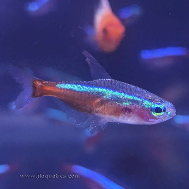 Cardinal Tetra