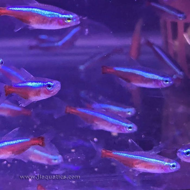 Cardinal Tetra