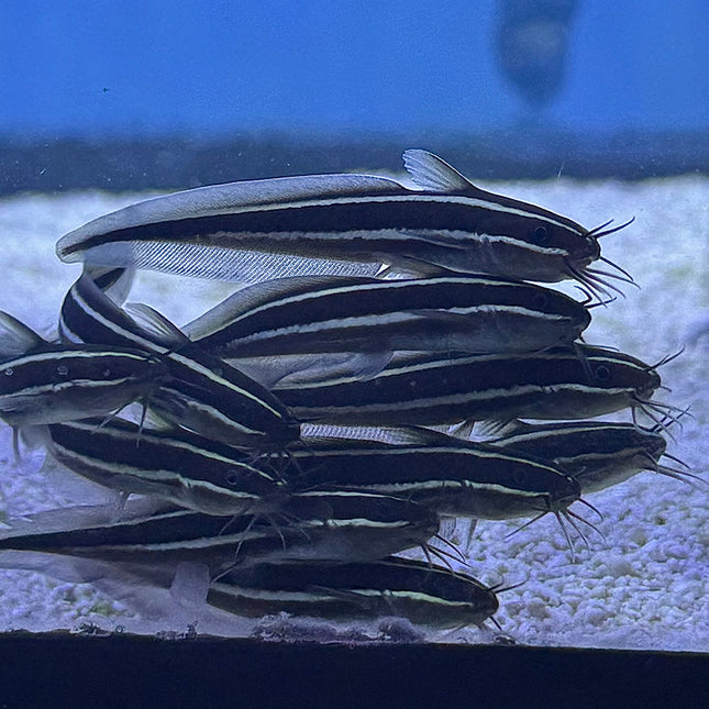 Coral Catfish