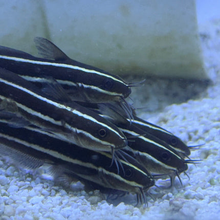Coral Catfish