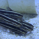 Coral Catfish