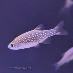 Celestial Pearl Danio
