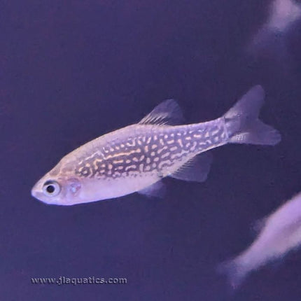 Celestial Pearl Danio