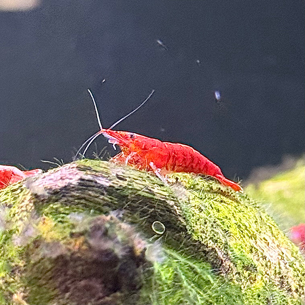 Red Cherry Shrimp (A Grade)