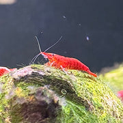 Red Cherry Shrimp (A Grade)