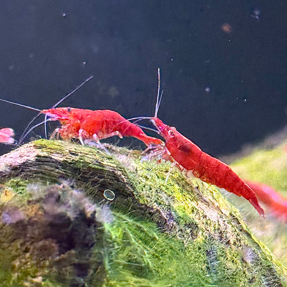 Red Cherry Shrimp (A Grade)