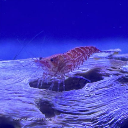 Cherry Shrimp