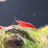 Red Cherry Shrimp (A Grade)