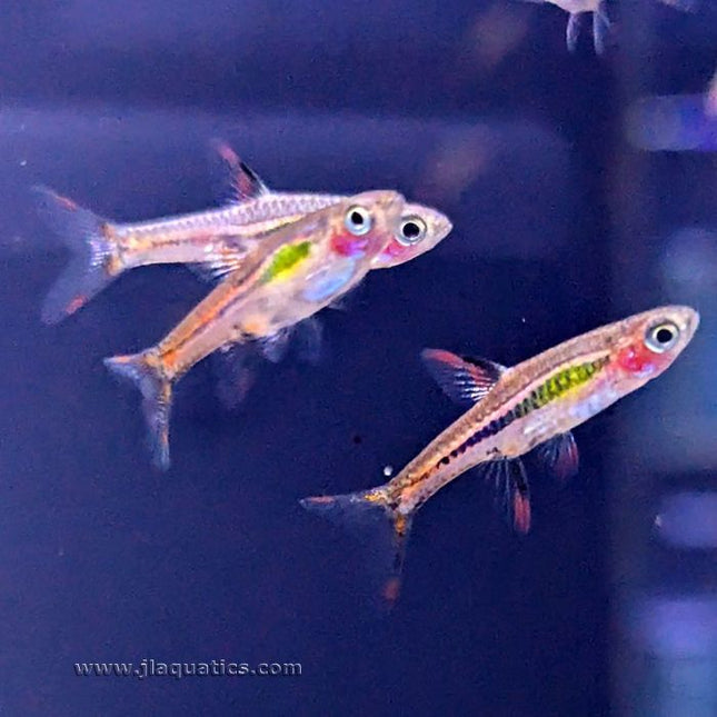 Chili Rasbora