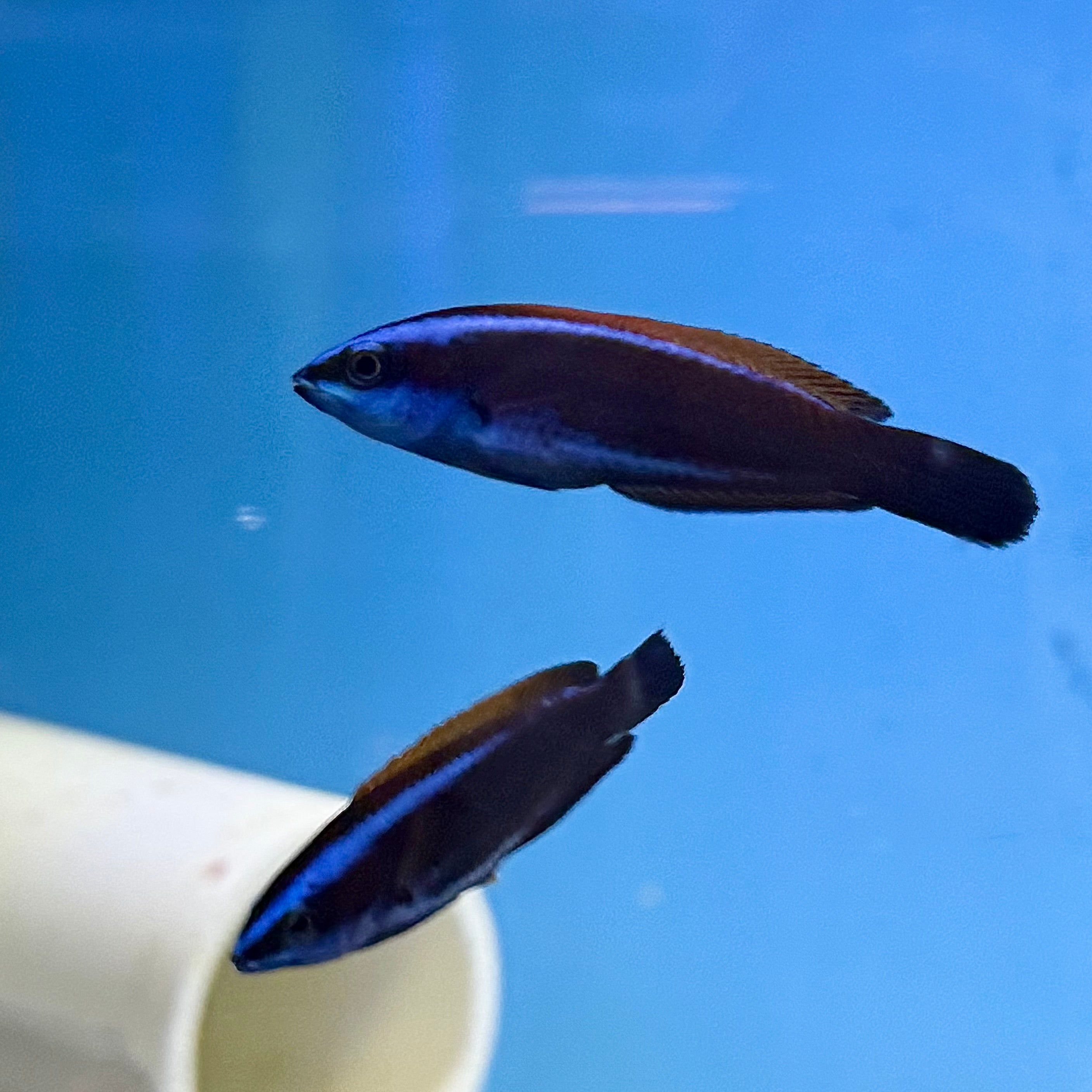 Chiseltooth Wrasse