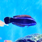 Chiseltooth Wrasse