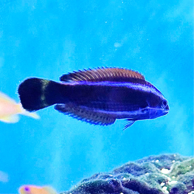 Chiseltooth Wrasse