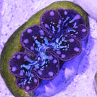 Maxima Giant Clam - A Grade (South Pacific)