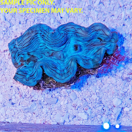 Squamosa Clam - Ultra