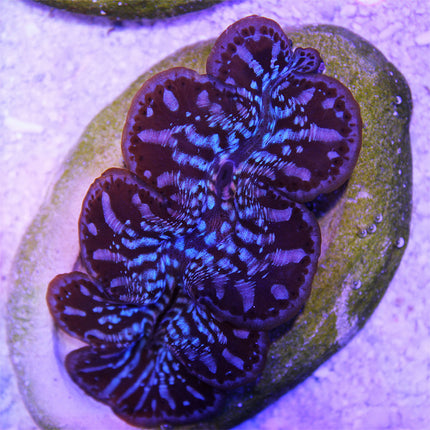 Maxima Giant Clam - A Grade