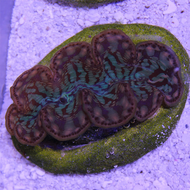 Maxima Giant Clam - B Grade (South Pacific)