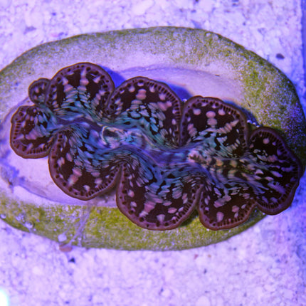 Maxima Giant Clam - B Grade