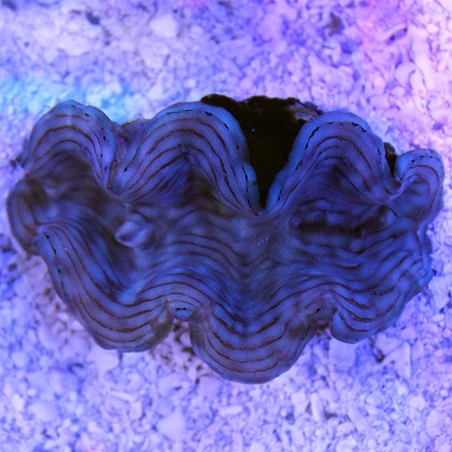 Squamosa Giant Clam (South Pacific)