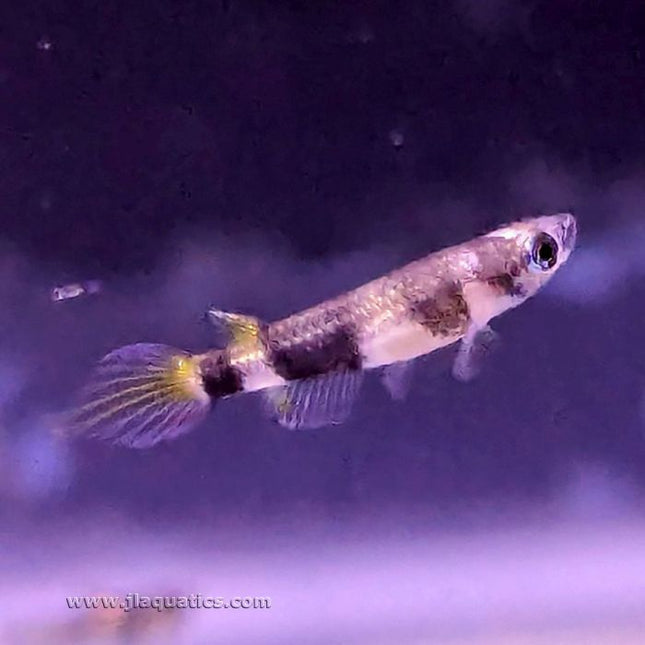 Clown Killifish