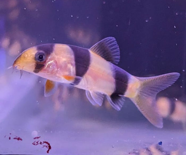 Clown Loach JLAquatics Canada – J&L Aquatics
