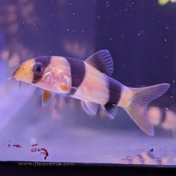 Clown Loach | JLAquatics Canada – J&L Aquatics Ltd.