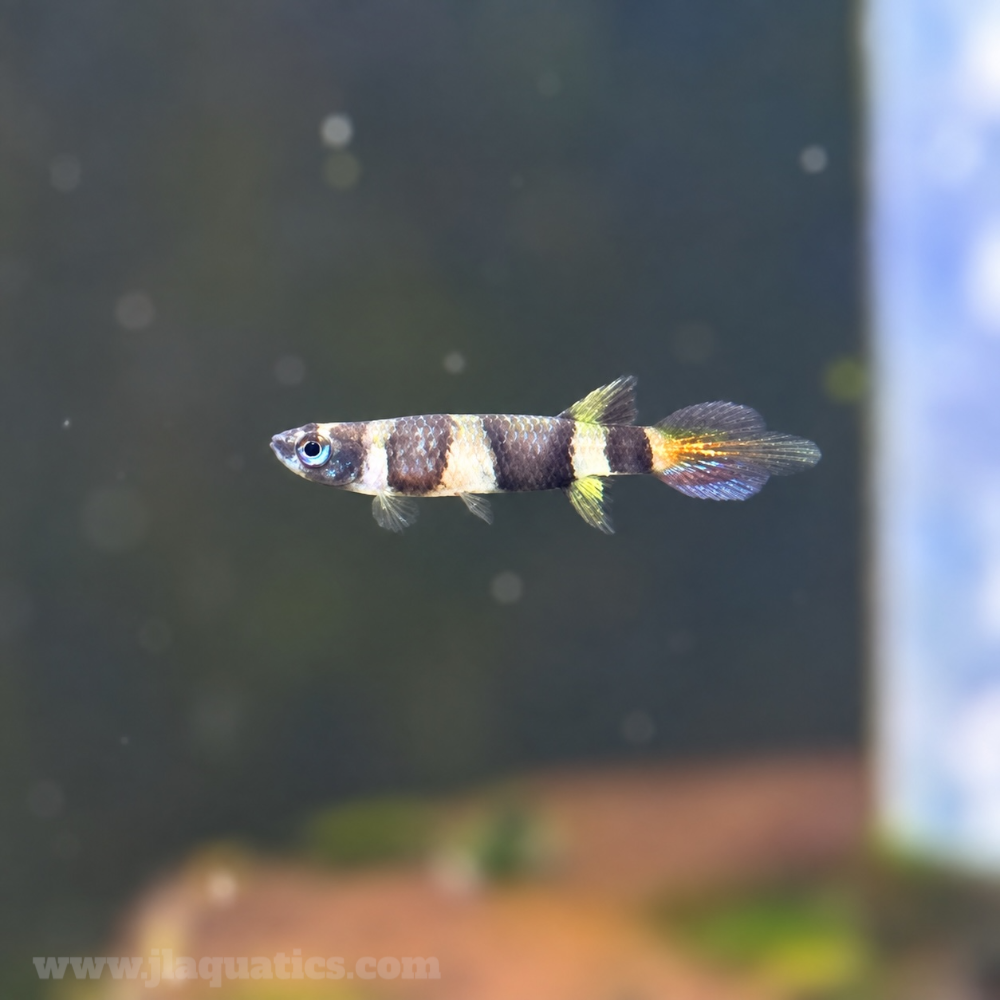 Clown Killifish