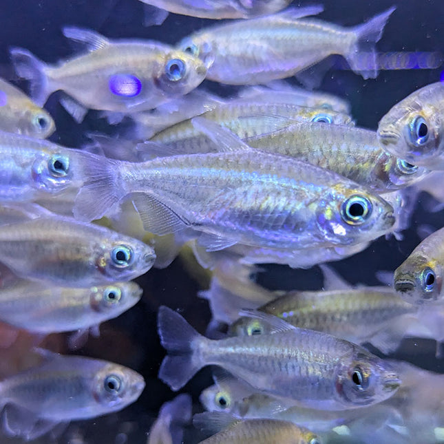 Congo Tetra