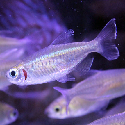 Congo Tetra - Unsexed closeup