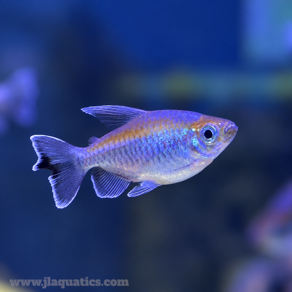 Congo Tetra - Unsexed