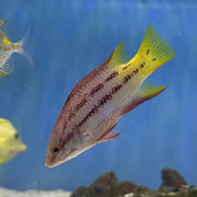 Costa Rica Hogfish