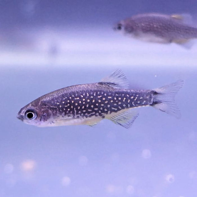 Celestial Pearl Danio