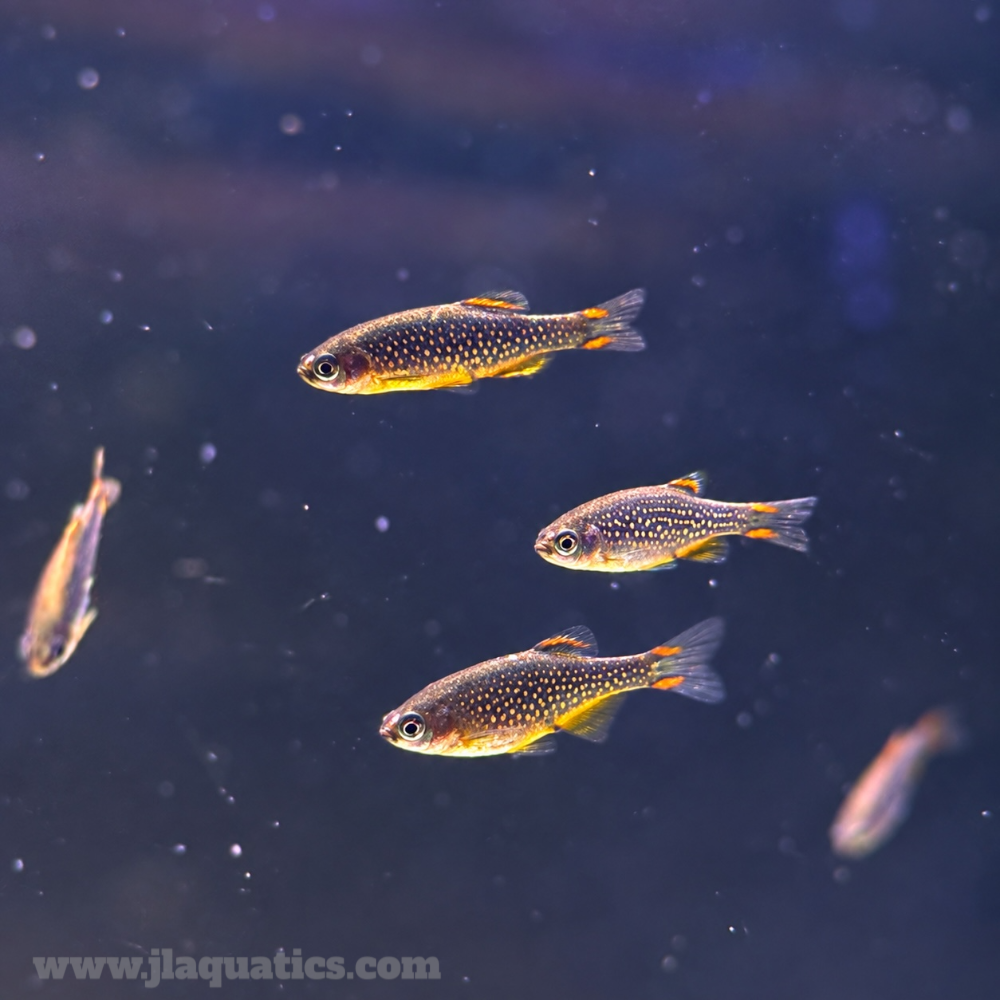 Celestial Pearl Danio