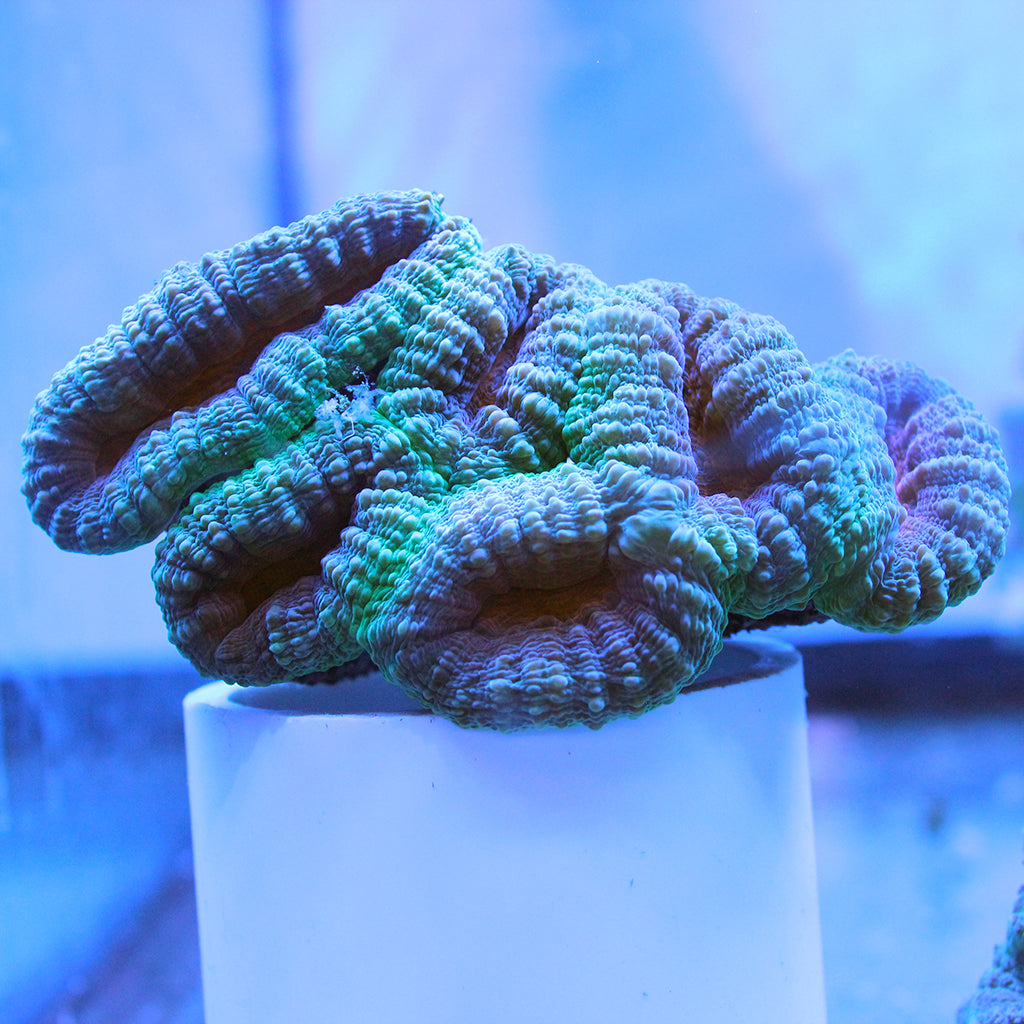 Buy Brain Coral - Lobophyllia (Australia) in Canada Lobophyllia sp. - J&L Aquatcs