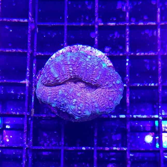 Buy Brain Coral - Lobophyllia (Australia) in Canada Lobophyllia sp. - J&L Aquatcs