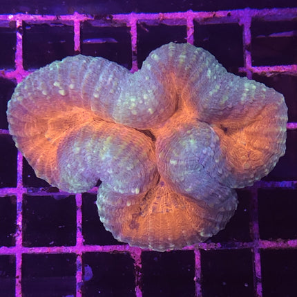 Brain Coral - Lobophyllia (Australia)