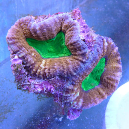 Brain Coral - Lobophyllia (Australia)