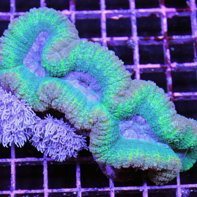 Buy Brain Coral - Lobophyllia (Ultra) (Australia) in Canada Lobophyllia sp. - J&L Aquatcs