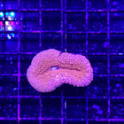 Brain Coral - Lobophyllia (Ultra) (Australia)