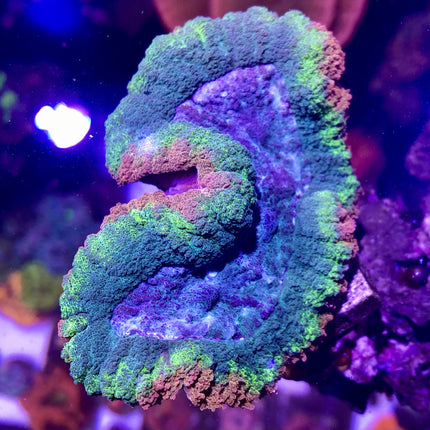 Brain Coral - Lobophyllia (Ultra) (Australia)