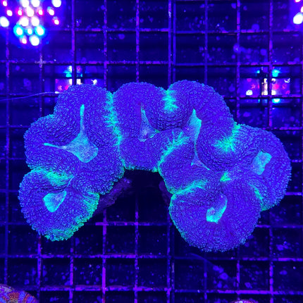 Brain Coral - Lobophyllia (Ultra) (Australia)