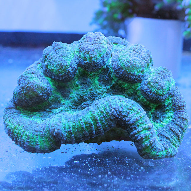 Brain Coral - Symphyllia (Australia)