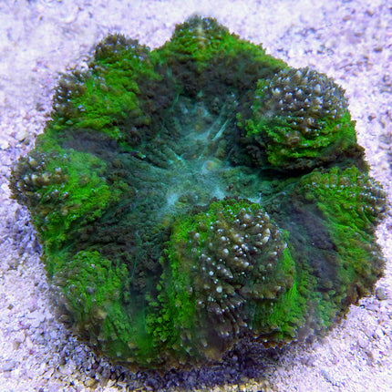 Brain Coral - Symphyllia (Australia)