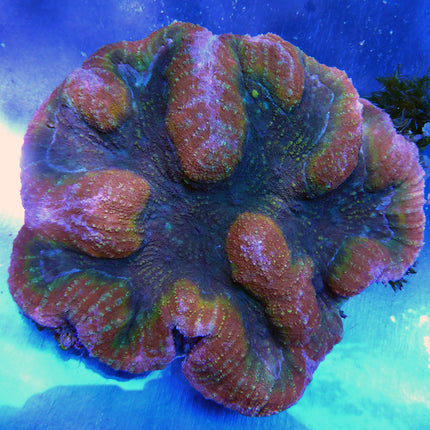 Brain Coral - Symphyllia (Australia)