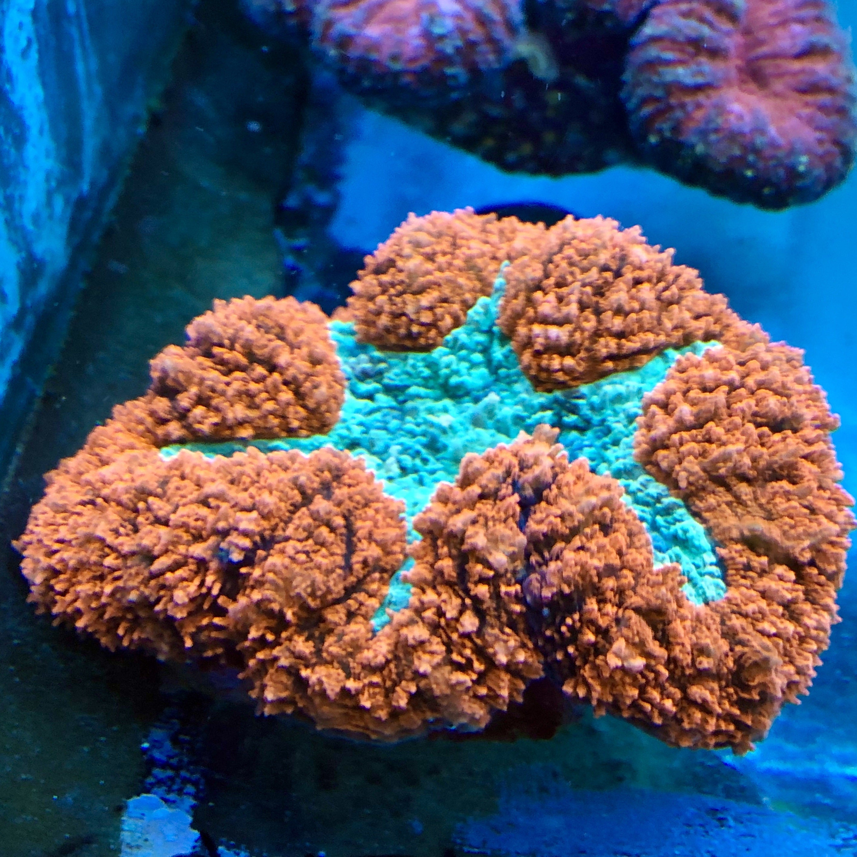 Brain Coral - Symphyllia (Ultra) | JLAquatics Canada – J&L