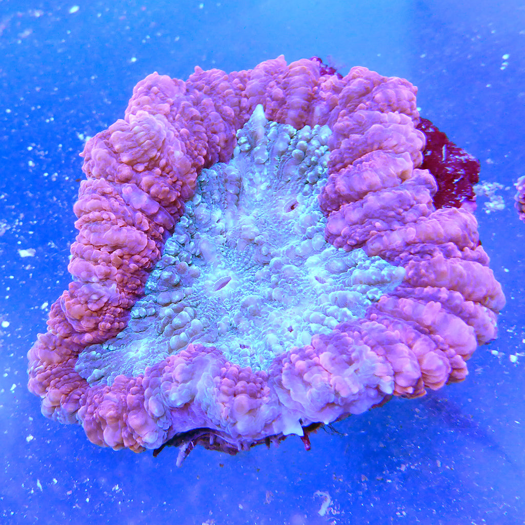 Brain Coral - Symphyllia (Ultra) (Australia)