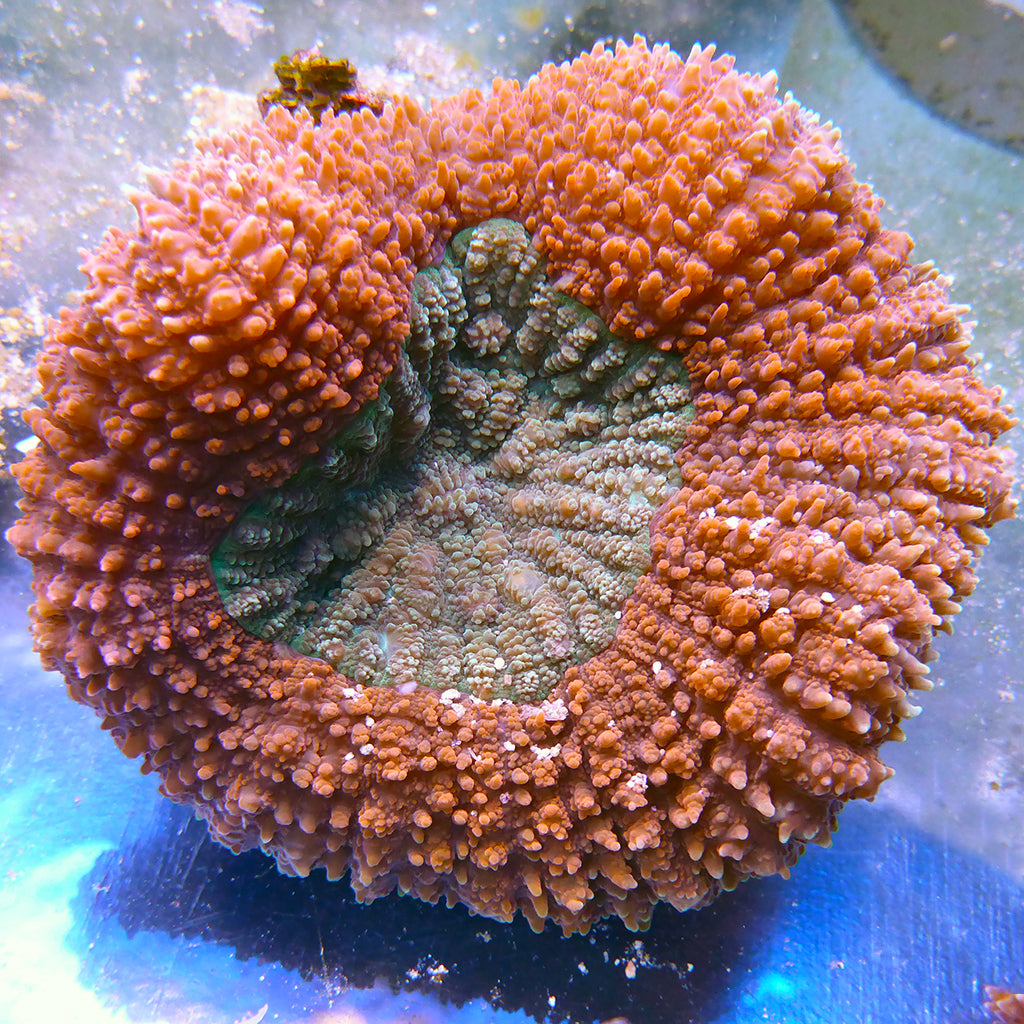 Brain Coral - Symphyllia (Ultra) | JLAquatics Canada – J&L