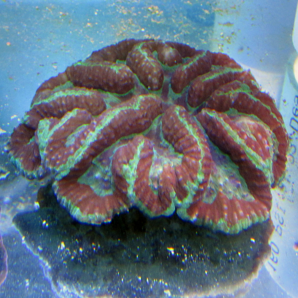 Brain Coral - Symphyllia (Ultra) | JLAquatics Canada – J&L