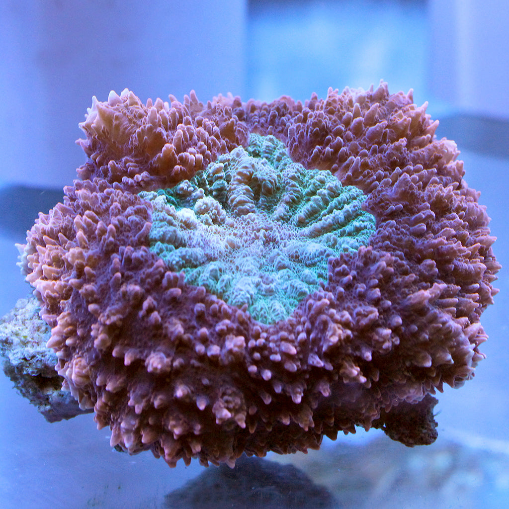 Coralꪔ̤̫ Brain Coral - Symphyllia (Ultra) | JLAquatics Canada – J&L